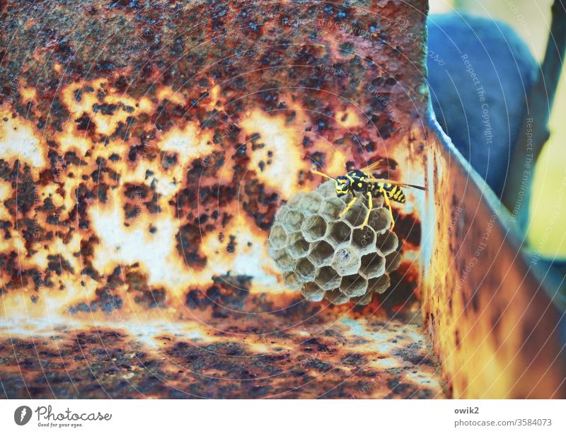 architect's office ichneumon fly Animal Animal portrait Corner Hiding place honeycomb Nest Build Construction site Exterior shot Colour photo Nature Deserted