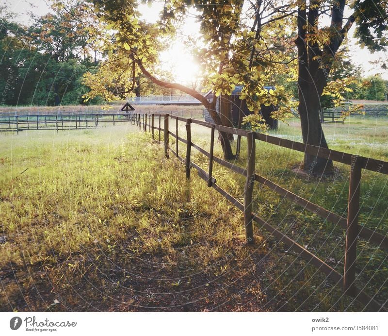 Cogent Meadow paddock Fence wood Evening huts bushes Gate Barrier Protection Boundary Sunlight Sunset Back-light Illuminate Brilliant Idyll Peaceful