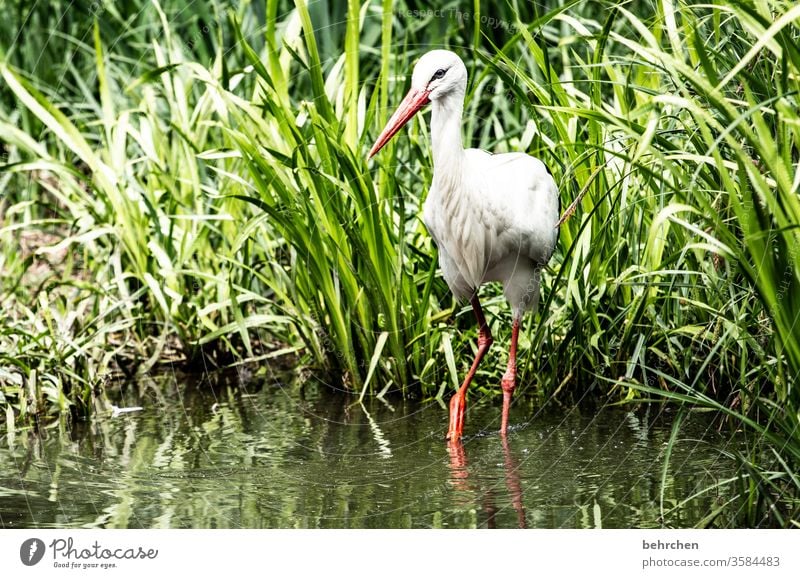 spring awakening Animal Fantastic Exceptional pretty Common Reed Pond Feather Stork Colour photo Day Light Grand piano Animal face Bird Wild animal Nature