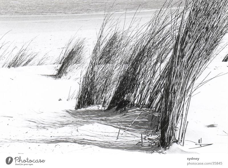 dunes Beach Grass Ocean Sand Wind Structures and shapes