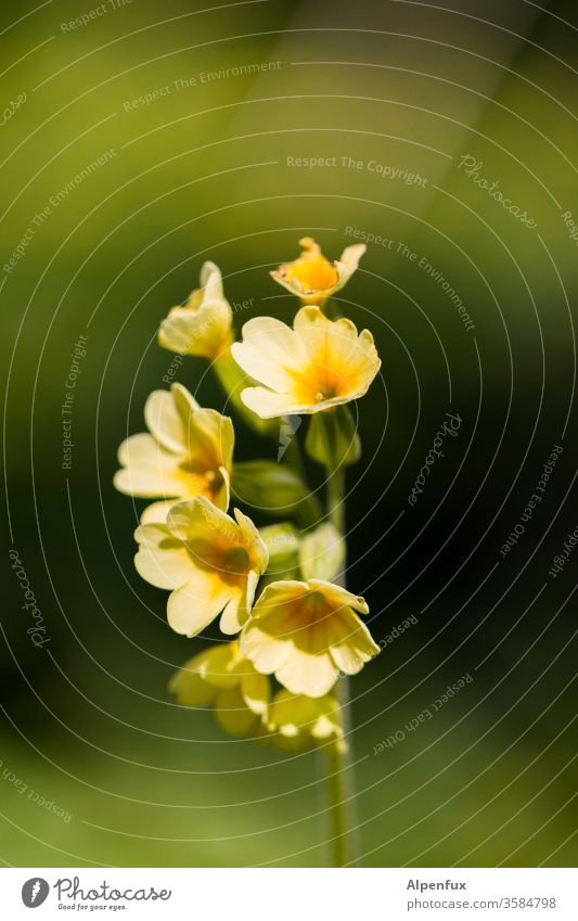 yellow poppy seed (yellowea submarinii) Yellow flowers bleed Plant green Nature spring Blossoming Deserted Colour photo flaked Summer Close-up Exterior shot