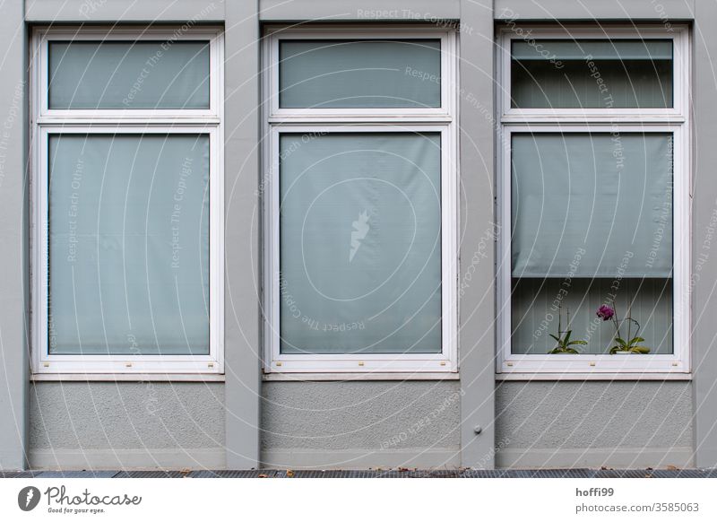 The orchid in the window of a monotonously dreary office building struggles for survival Orchid flowers Pink Plant Violet Venetian blinds conceit Old Facade