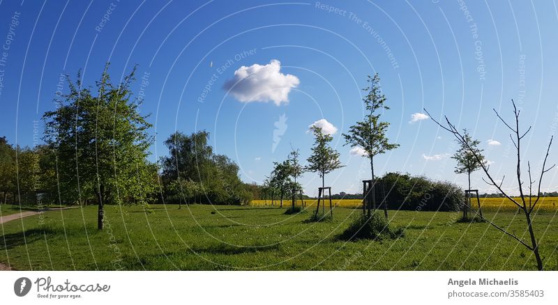 Cloud over grass and rape field landscape with trees Sky Grassland Canola field Beauty in nature Landscape Blue sky Nature Deserted tranquil setting Plant