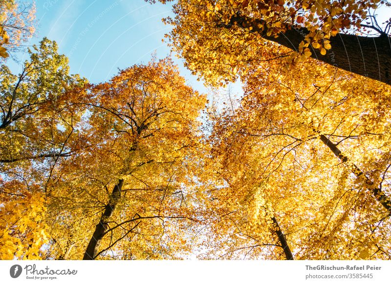 Yellow trees in front of a blue sky Autumn leaves flaked Plant variegated Nature Colour photo Exterior shot Season Deserted Environment Trees in the lake cute