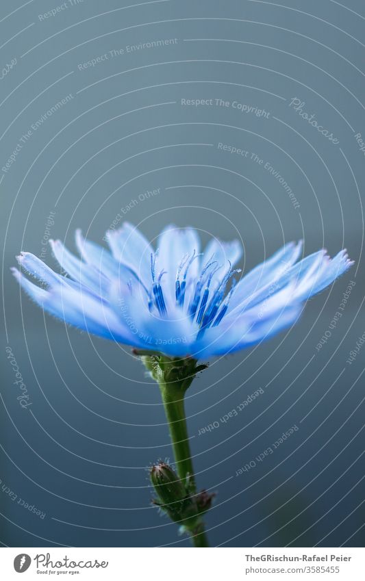 Blue flower with grey background flowers bleed Plant Macro (Extreme close-up) Nature Day Colour photo Blossoming Shallow depth of field Style Exterior shot