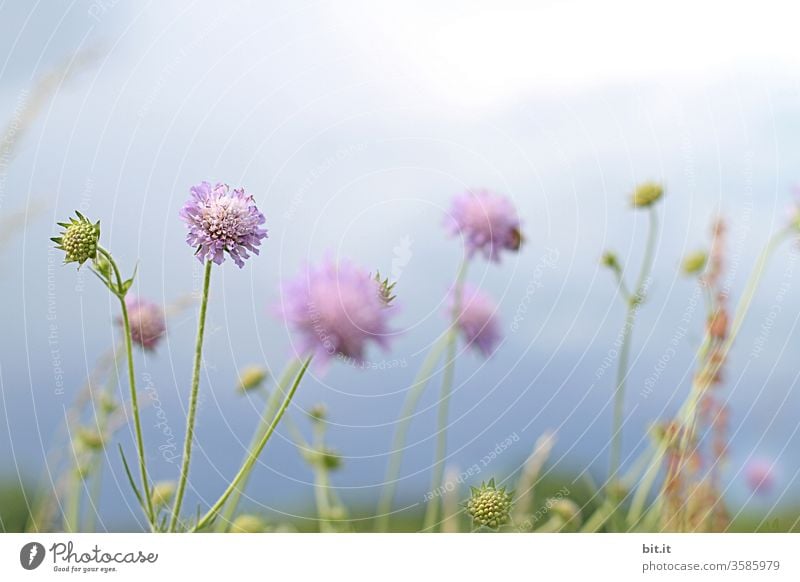 Pink widow's flower (Scapiose mariposa), also sewing pillow stands in bloom on the meadow in front of a blue sky. Many pink flowers and green blossoms, growing mixed up on a field, in nature, the blue horizon looks like a thunderstorm.