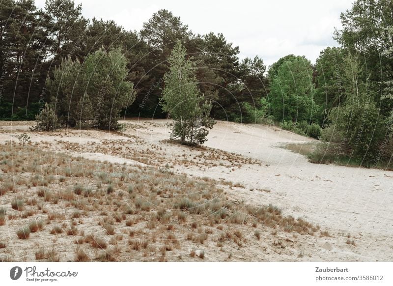 Beach, grasses and bushes on the banks of the Havel near Oranienburg huts green Idyll Sand Landscape Nature