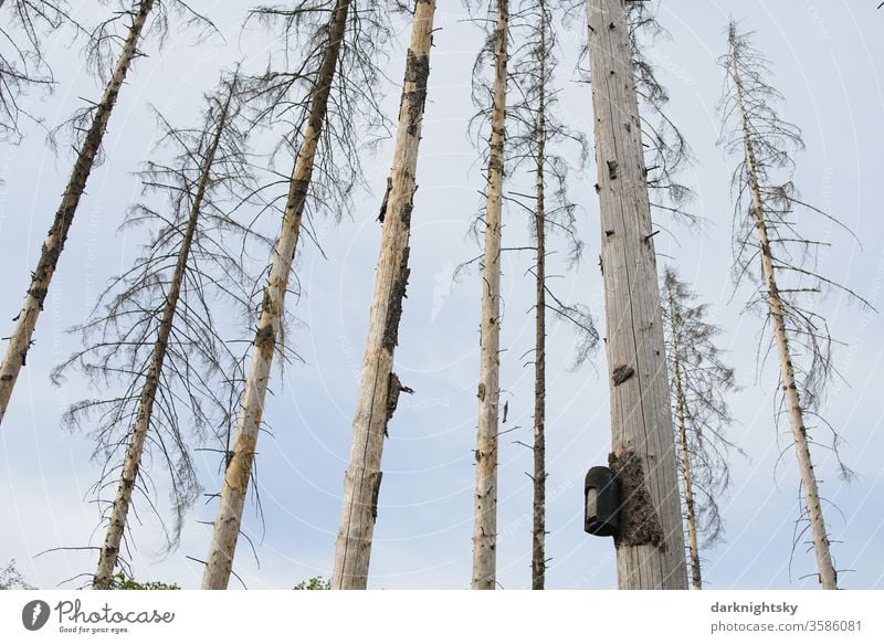 Bird house in a dead forest aviary Box Nesting aid nature conservation Environment Forest death Bark-beetle home dwell Life brut Bleak spruces Climate change