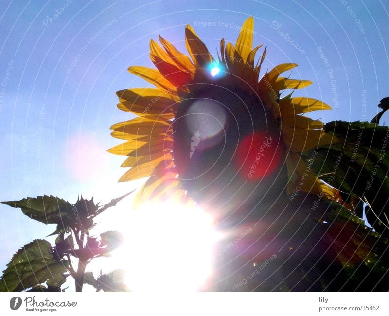 rays of hope Sunflower Sunbeam Flower Summer Blue sky