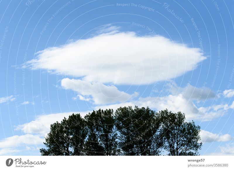 Fair weather clouds above the treetops of a group of trees Beautiful weather fair weather clouds huts Grove of trees Tree tops Nature Exterior shot Deserted Sky