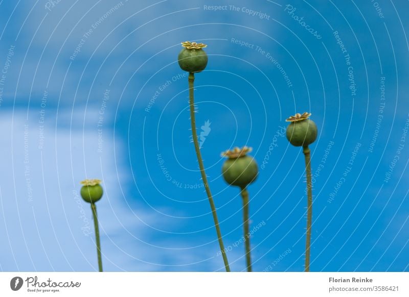 four poppy capsules in front of a blue sky addict addiction agricultural agriculture autumn bake bakery botanical botany brown close-up closeup codeine cooking