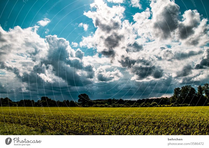 field study Clouds Colour photo Environment trees Field Seasons Meadow Nature Sky Landscape Weather Deserted Idyll Exterior shot pretty Home country acre