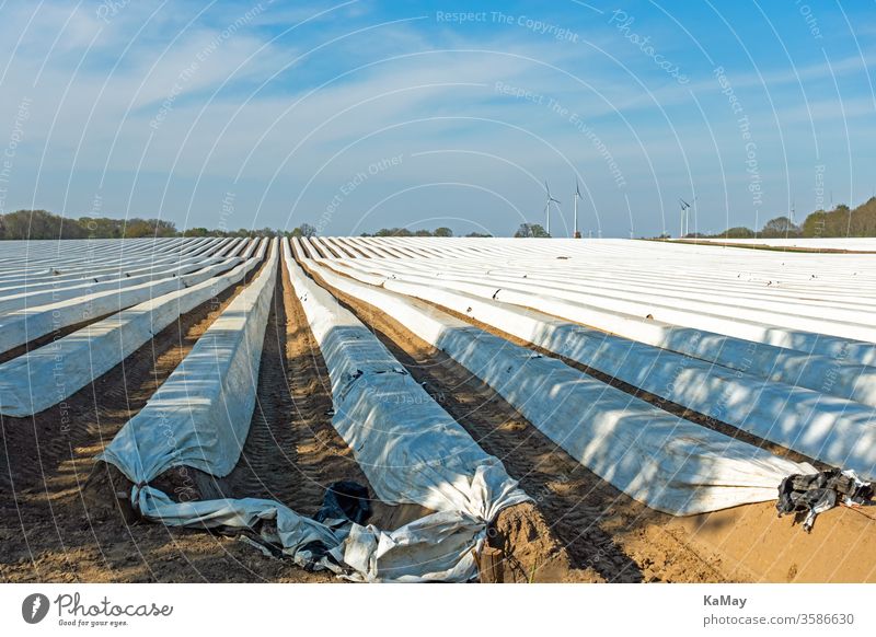 Asparagus field with foil covering in Lower Saxony, Germany Field Agriculture Packing film Vegetable agrarian spring Holiday season Season Copy Space