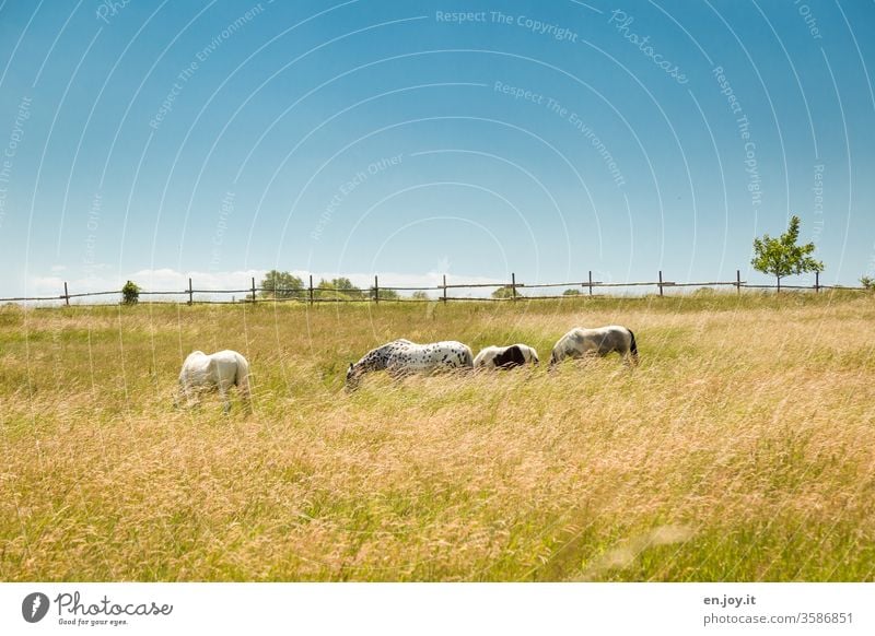 Horses in the pasture horses paddock Willow tree Meadow Grass Fence Idyll Blue sky Beautiful weather grasses grazing horses To feed graze Foal Animal