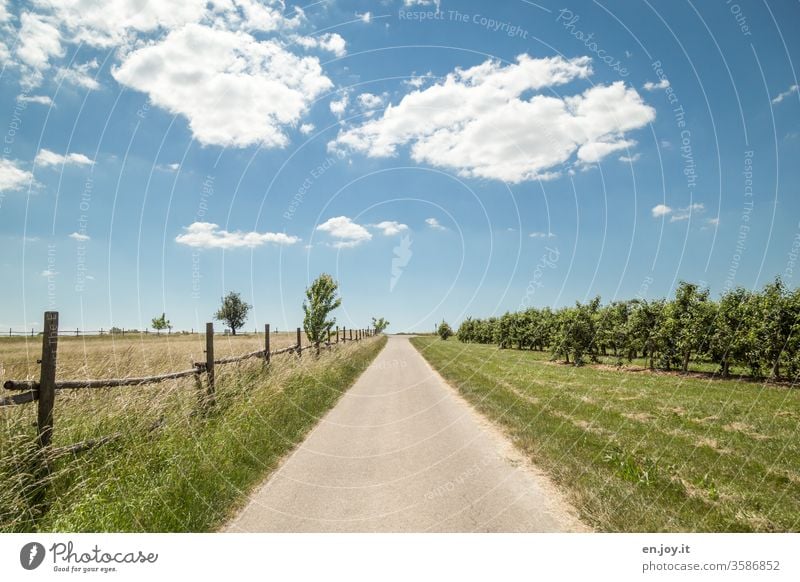 Asphalt Way off Lanes & trails Street Meadow Grass Fence orchard Fruit trees Horizon Blue Blue sky Beautiful weather Clouds Lawn Middle centred Field paddock