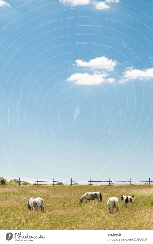 Horses in the pasture horses paddock Willow tree Meadow Fence Idyll Sky Blue sky Beautiful weather Clouds Copy Space top Landscape Agriculture grasses