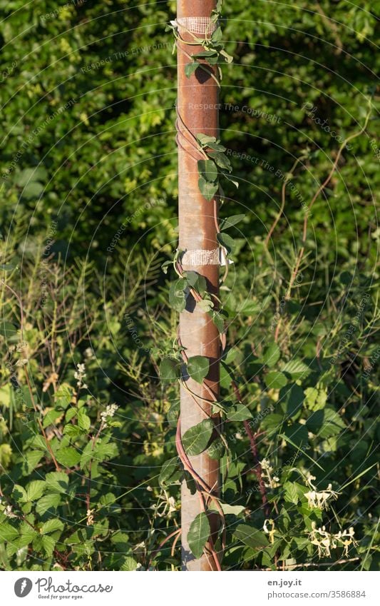 numerous leaves climb up the rusty iron bar, at the end of which there is a sign (I can't remember which one) pole corroded Rust Old Tendril tendrils creeper