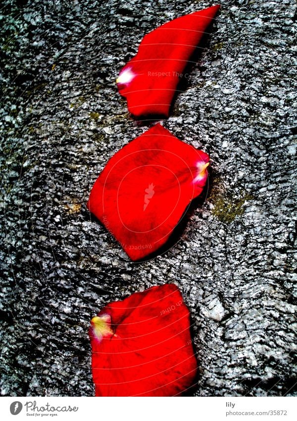 red-grey composition Red Gray Rose leaves Simple Stone Beautiful Nature Contrast Colour