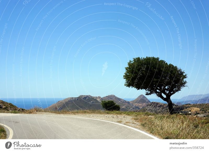 Lonely tree by the road Nature Sky Cloudless sky Horizon Beautiful weather Tree Hill Blue Brown Turquoise Colour photo Exterior shot Deserted Day