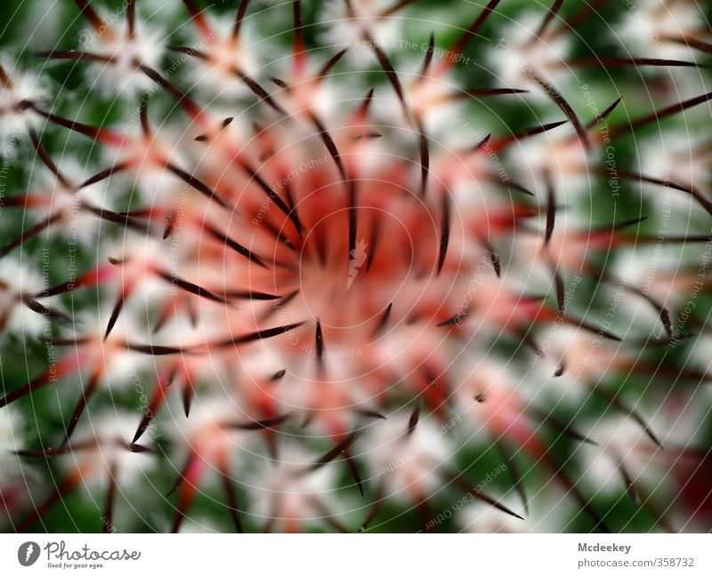 natural tusks Nature Plant Summer Cactus Wild plant Exotic Park Threat Natural Point Thorny Brown Multicoloured Gray Green Orange Red Black White Dangerous