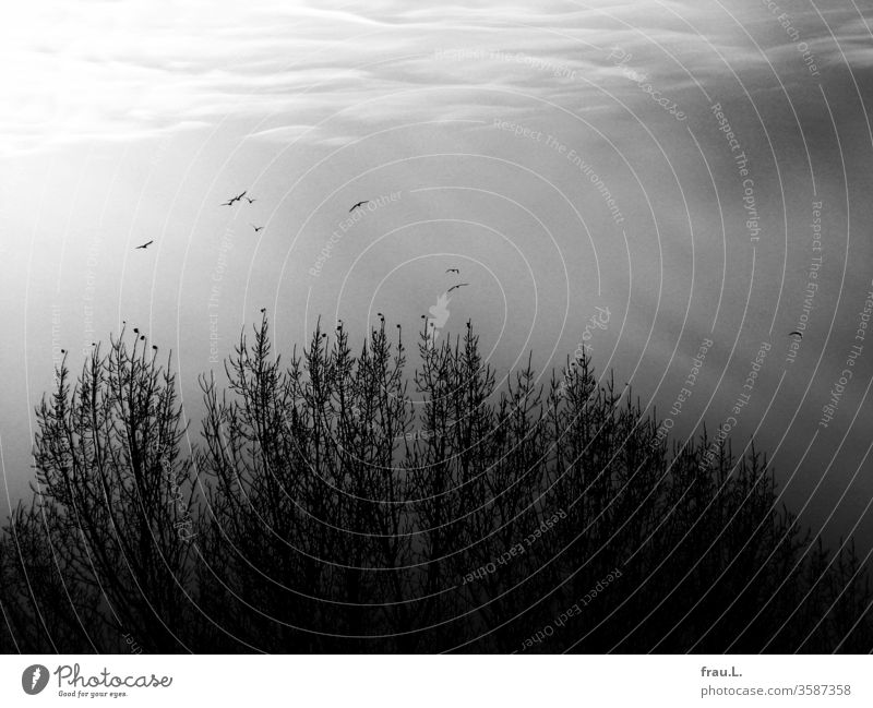 The nine of us, this fluffy sky and the bare trees would be a nice motive for a nice photo wallpaper, the crows croaked. Sky Winter crow swarm seagulls huts