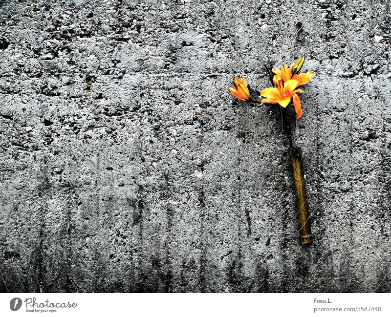 Joyfully the old grey concrete wall greeted the yellow flowers, but they were a bit short. Dugout Concrete Exterior shot Vase connected Flak tower Lily