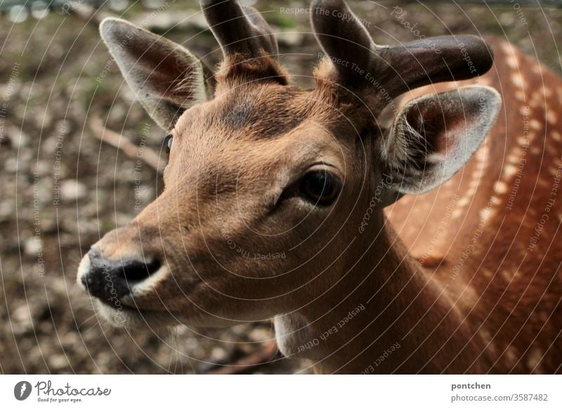 Close-up of a boy roebuck. Wildlife, wild animal. Bambi Roe deer reindeer buck Wild animal Animal Love of animals Animal protection Nature Mammal