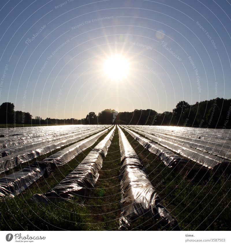 seasonal system relevant | corona thoughts Asparagus field Back-light plastic tracks Edge of the forest harvest season sparkle Packing film plastic foil