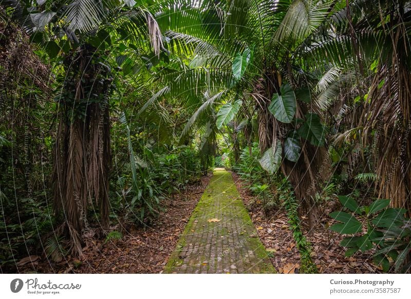 Amazon. Tropical Rainforest. Jungle Landscape. Amazon Yasuni National Park, Ecuador. South America. amazon ecuador coca yasuni rainforest south america