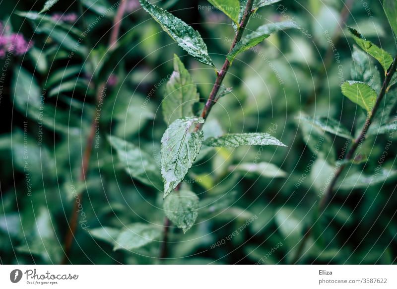 Wet green leaves of a plant outdoors in the rain Nature Plant Drop Rain shrub Damp Rainy weather flaked