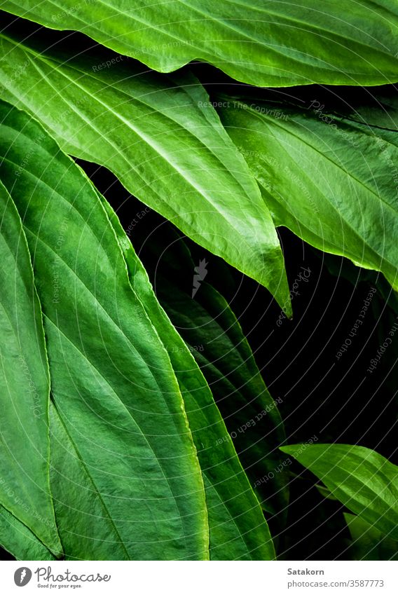 Freshness tropical leaves surface in dark tone as rife forest background green leaf nature pattern plant floral freshness fertile bountiful plantation delicate