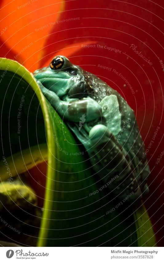 Tree frog on plant leaf treefrog nature zoo reptile