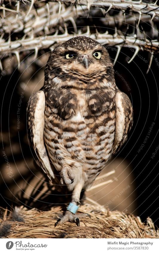 Owl on a log olw nature bird birdofprey fawna