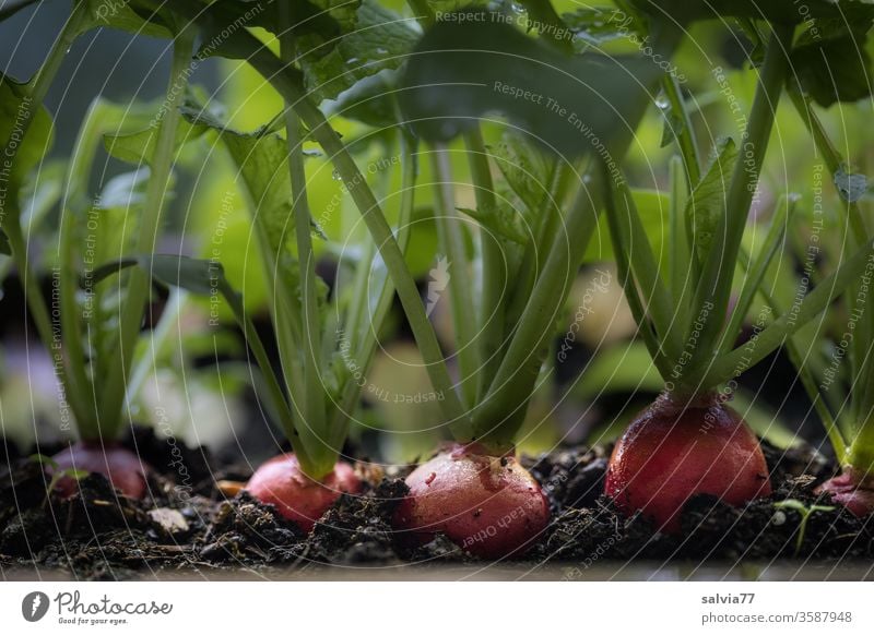 radishes ready for harvest in the balcony box Vegetable Radish Vegetarian diet Nutrition Food Fresh natural Delicious Organic produce Colour photo Red Earth