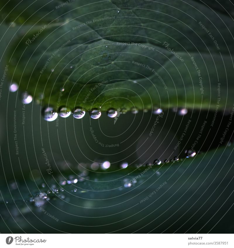 vital | photosynthesis flaked Water Plant Macro (Extreme close-up) Drops of water Rain Wet Nature Rachis Foliage plant green Reflection Dew