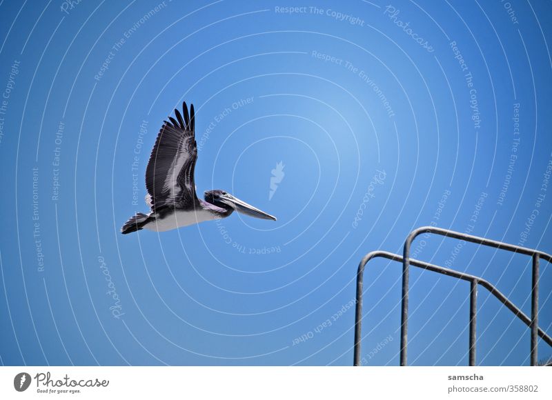 through the air Summer Summer vacation Sun Ocean Environment Nature Animal Air Sky Cloudless sky Wild animal Bird Wing 1 Flying Pelican Flight of the birds