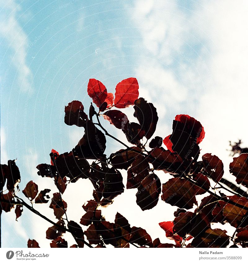 leaf green leaf red sky blue Sky flaked leaves Branch branches Exterior shot Colour Colour photo Analogue photo Deserted Environment Nature Beautiful weather