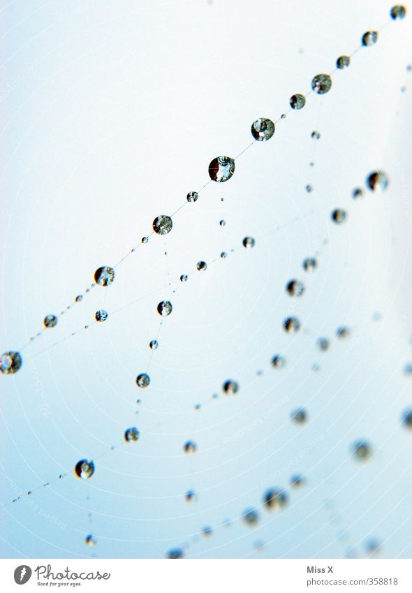 pearl Water Drops of water Spider Wet Blue Nature Network Pearl necklace Spider's web Dew Grating Colour photo Multicoloured Exterior shot Close-up