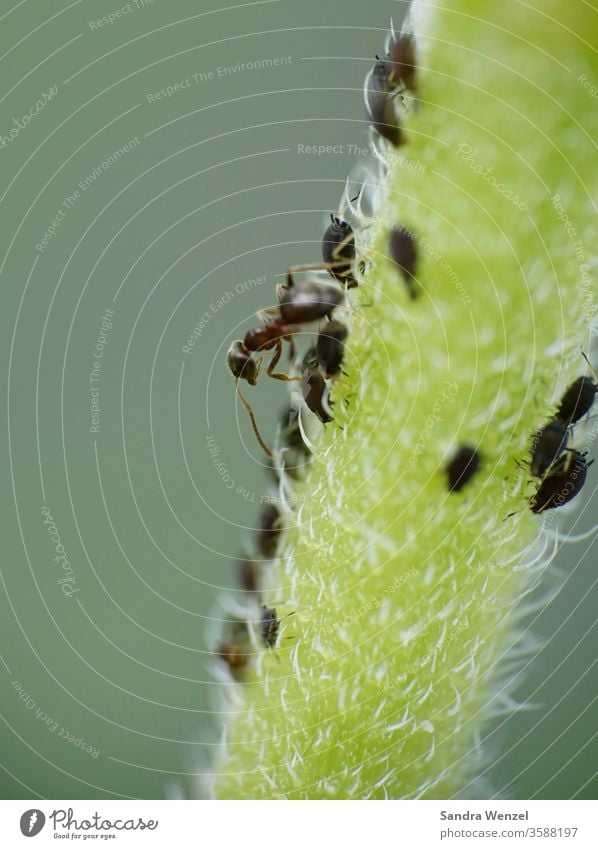 Ant at lice milking Lice Greenfly pest Useful Nature ants macro photography flower stem