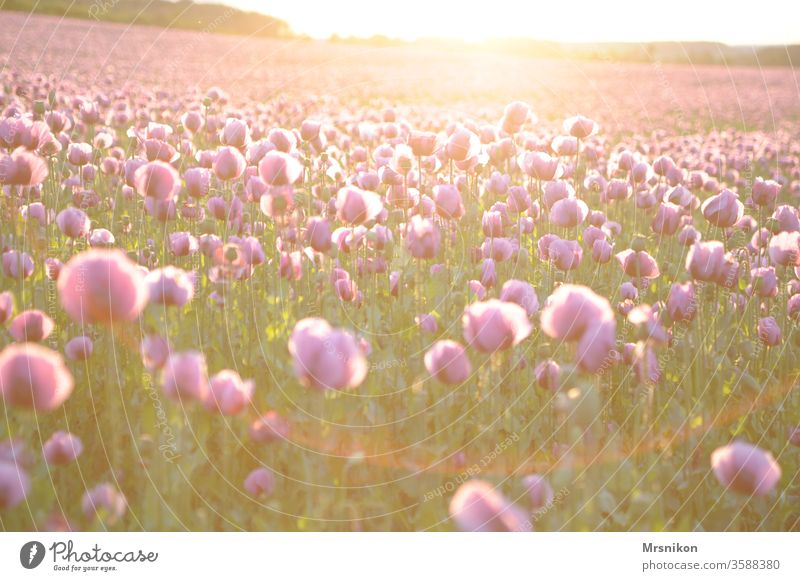 Evening mood in the poppy field Poppy Poppy field poppies Poppy capsule Pink Poppy blossom baking poppy Sunset Dusk Field Crops Horizon being out Land Feature