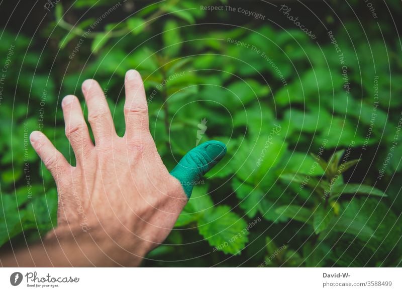 Nature - having a green thumb by hand Green thumb Love of nature Plant Colour photo flaked Gardener Summer Growth Detail Environment Human being Gardening