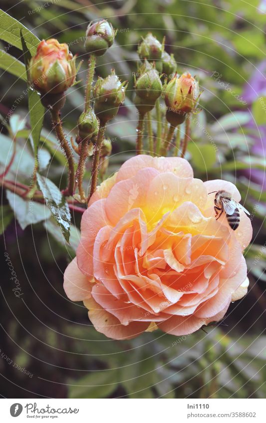 Climbing rose blossom with bees and many buds climbing rose raindrops Clematis filled Bee Fragrance Rose scent beguiling apricot Cream yellow cream white