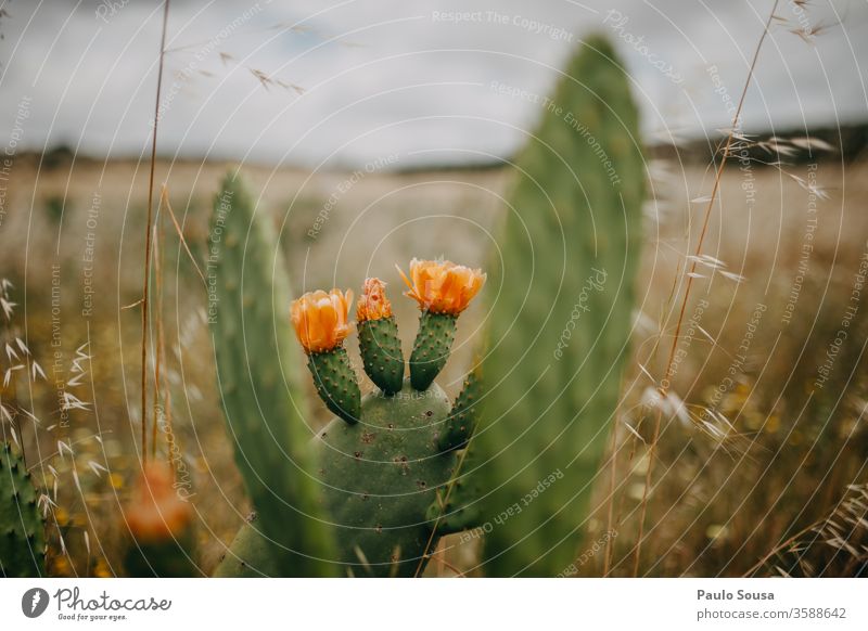 Prickly pear cactus flower Opuntia Echinocarpa Prickly bush Fruit Cactus Cactus flower Plant Nature Green Blossom Exterior shot Colour photo Growth Botany Day