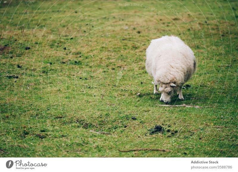 White sheep grazing on green lawn pasture grass ireland meadow fur single graze valley scenic farmland domestic feed animal nature agriculture livestock mammal