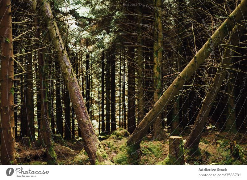 Fallen trees in coniferous misty woods forest moss fallen ireland green evergreen majestic dark wild scenic dead nature landscape tranquil trunk ecology