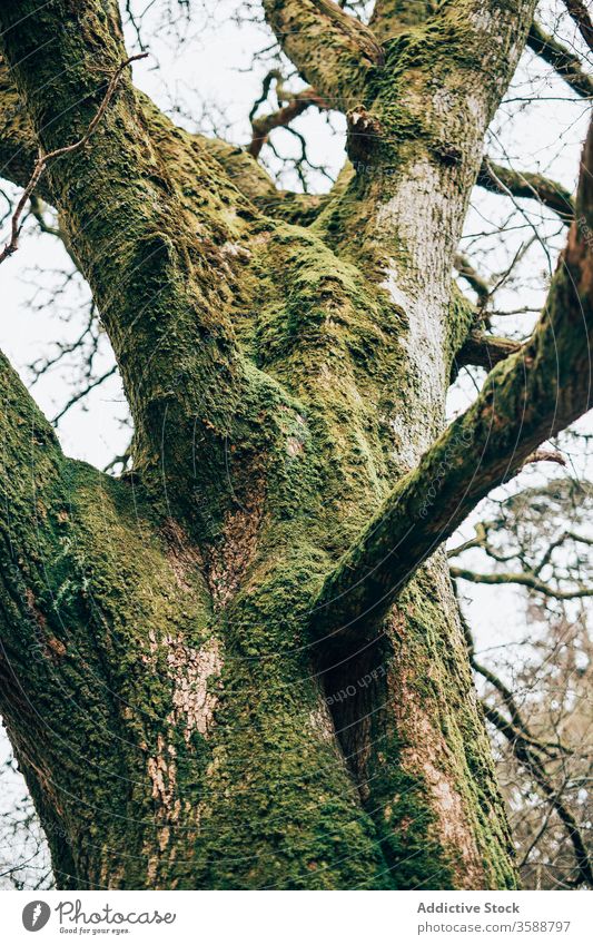 Mossy tree trunk above calm field rural moss countryside ireland nature old environment plant vegetate green aged scenic tranquil wood peace wild solitude