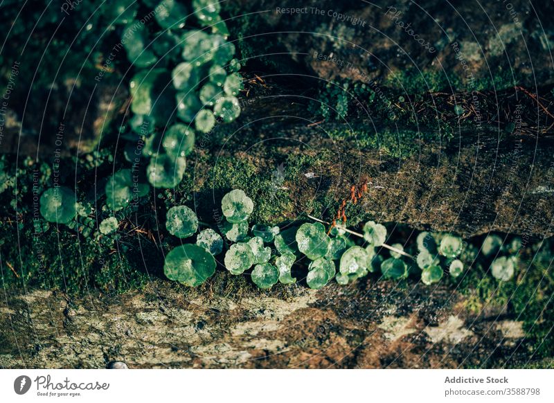 Tiny green plants on mossy trunk grass cover tiny small environment round organic surface summer flora ireland fresh growth leaf season vegetate nature garden