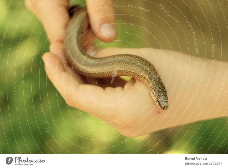 Blind, my ass! Boy (child) Hand Fingers 1 Human being 3 - 8 years Child Infancy Animal Snake Observe To hold on Looking Brown Green Captured Wiggly line S-curve