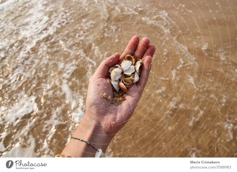 Enjoying the summer moment at the beach collecting seashells earthly texture the new normal summer during covid-19 social distancing