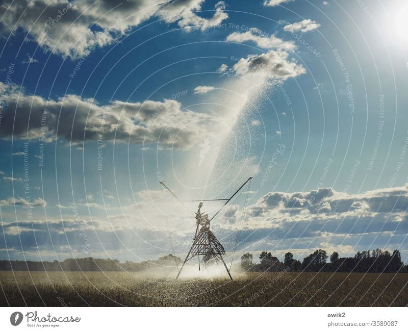 spray gun Growth Deserted Contrast Copy Space top Light Agricultural crop Brilliant luminescent Back-light Sunlight Far-off places Beautiful weather green